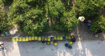 Mersin'den 60 ülkeye limon ihracatı