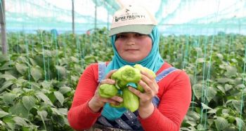 MERSİN’DE ÇİFTÇİLER, BİBER FİYATLARINDAN DERTLİ