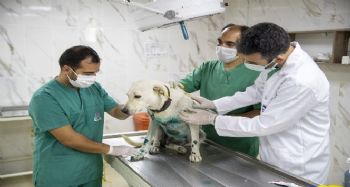 Elektrikli bisikletin arkasında sürüklenen köpek, tedavi altına alındı