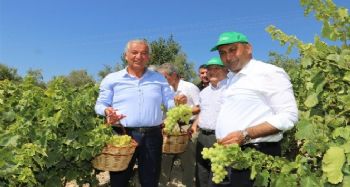 Toroslar'da bağ bozumu şenliği