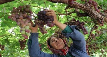 YILIN İLK ÜZÜM HASADI ÜRETİCİYİ MEMNUN ETTİ