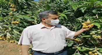 Aydıncık'ta yenidünya çiftçilerin yüzünü güldürdü