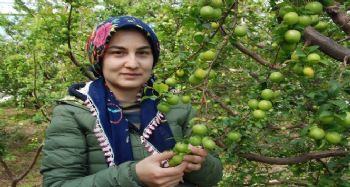Silifke can eriği Rusya, Almanya ve Hollanda'ya ihraç ediliyor