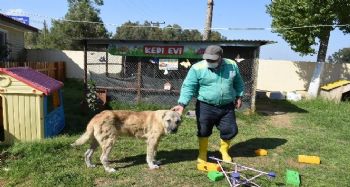 Silahla vurularak yaralanan sokak köpeği sağlığına kavuşturuldu
