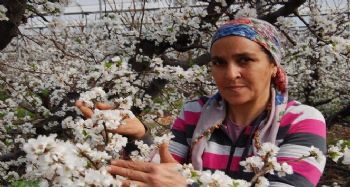 Örtü altındaki erik ağaçları çiçek açtı