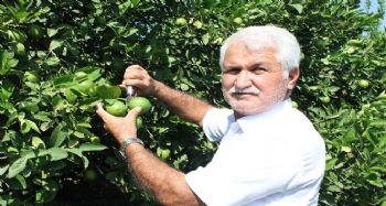 Limon diyarında hasat başladı