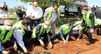 Silifke'de lavantalar toprakla buluştu