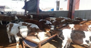 Karabük'te çalınan hayvanlar Mersin'de bulundu