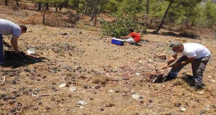 Ormanlarda dumansız yangına karşı biyolojik mücadele