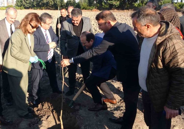 Birinci derece tarım arazisi olmayan alanlarda ‘kestane’ yetişecek