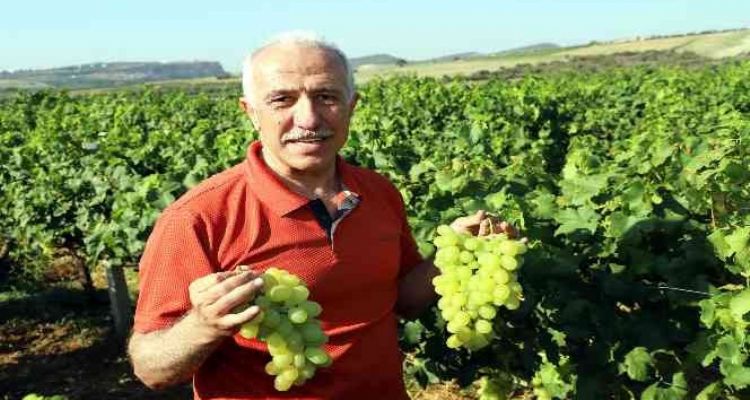 Mersin'de üzüm şenliği düzenleniyor