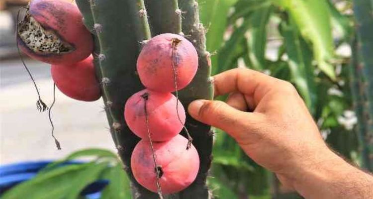 Ejder meyvesi ve Hint incirine alternatif "Peru elması"