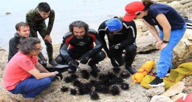 Akdeniz'de dikenli zehirli istilacı deniz kestanesi tehlikesi