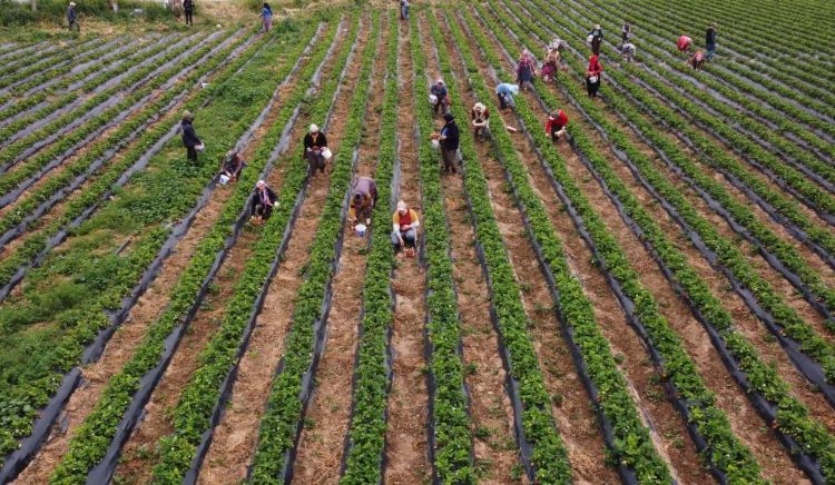 Kilosu 50 TL’ye kadar düştü: Çilekte açıkta hasat zamanı