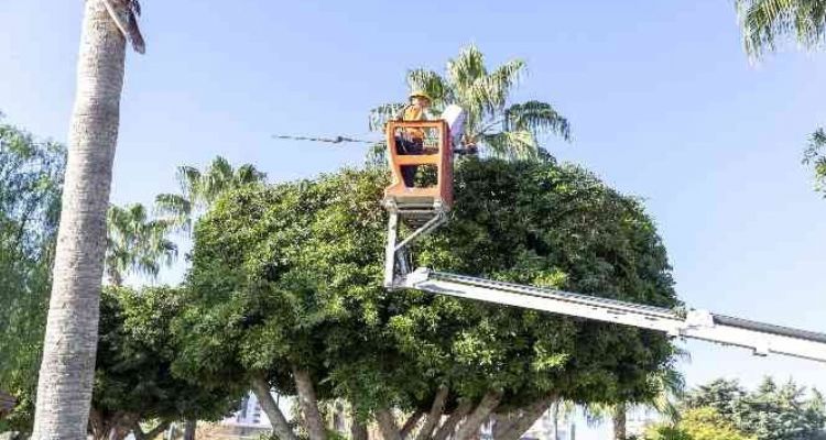 Mersin'de ağaçlara kış bakımı