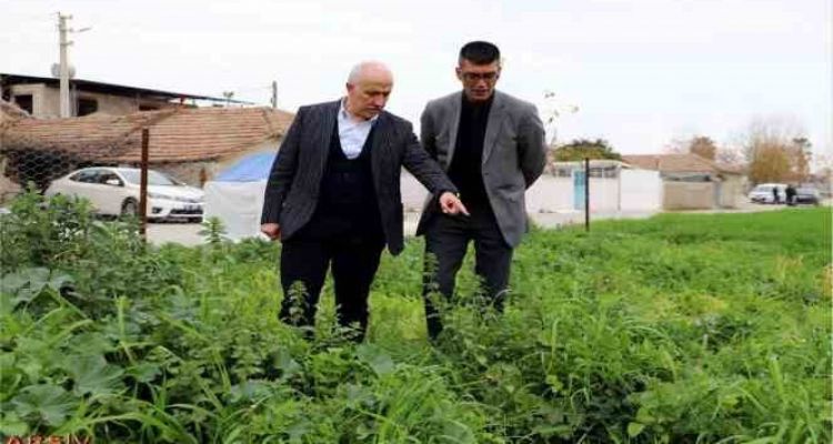 Mersin'de ata yadigarı karakılçık tohumunun üretiminden büyük verim elde edildi