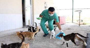 Mersin'de sokak hayvanları aç kalmıyor