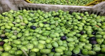 Mut'ta zeytin hasadı başladı