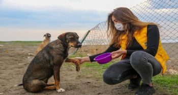 Sessizliğe bürünen sahillerde sokak köpekleri beslendi