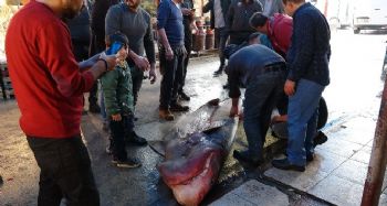 AKDENİZ’İN EN BÜYÜK KÖPEK BALIĞI YAKALANDI