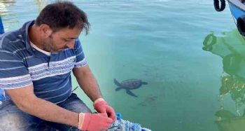 Carettalarla dost olan Mersinli balıkçılar, onları elleriyle besliyorlar
