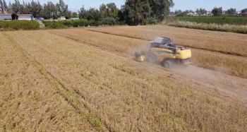 Tarsus'ta yerli soya hasadı yapıldı