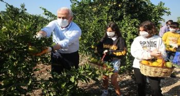 Mersinli çocuklar İzmirli depremzedeler için narenciye topladı