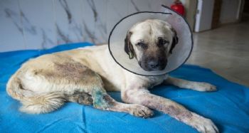 Trafik kazasında yaralanan köpek tedavi edildi