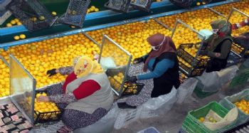 Narenciye fabrikalarında pandemi tedbirleri üst düzeyde