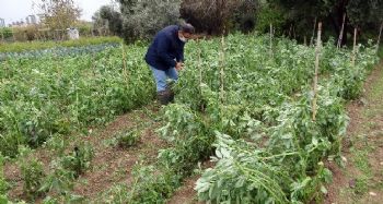 Mersin'de dolu yağışı kışlık sebzelere zarar verdi