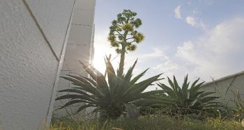 Mezitli Belediyesi, ‘agave’ bitkisini koruma altına aldı