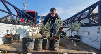 Büyükşehir Belediyesinden Tarsuslu üreticilere 9 bin zeytin fidanı
