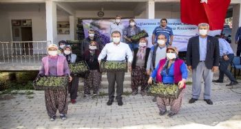 Başkan Seçer, Silifke'de üreticilere lavanta fidesi dağıttı