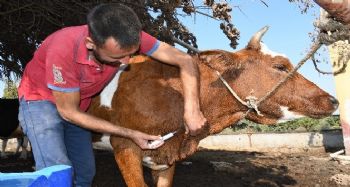 Mersin'de üç gün hastalığı