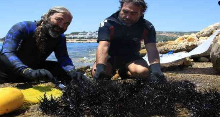 Akdeniz'de dikenli zehirli deniz kestanesi istila hızı yüzde 108