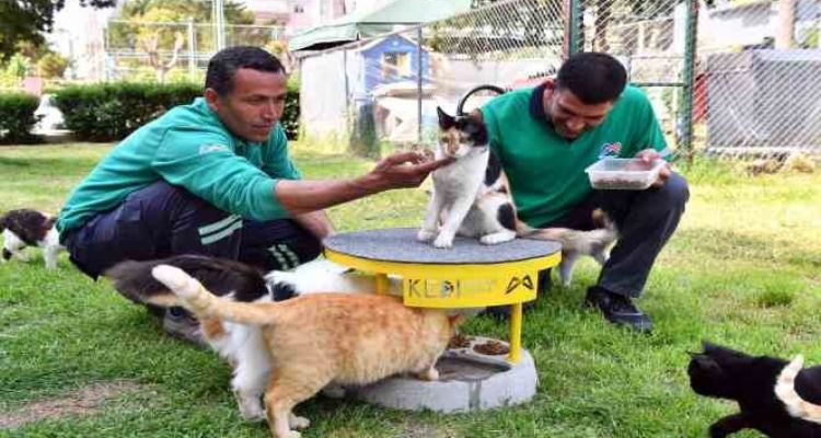 Mersin'de 2022 yılı içerisinde 6 bin 500 kedi ve köpek kısırlaştırıldı
