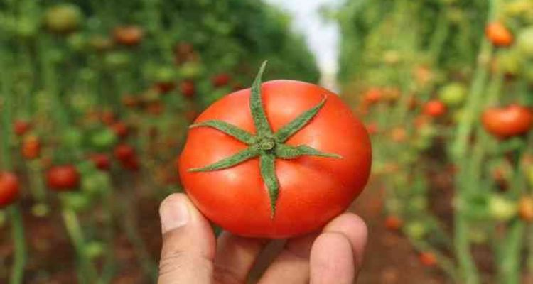 Örtü altında domates hasadı başladı: İlk ürünler Katar'a