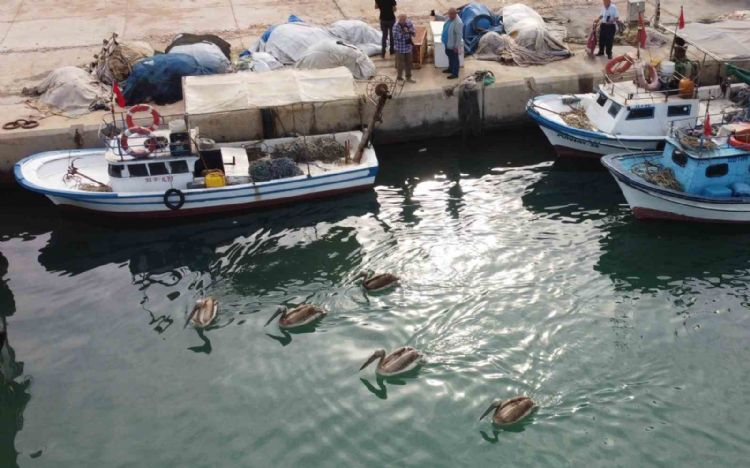 Mersin’de 5 pelikan balıkçı barınağında mola verip balık avladı