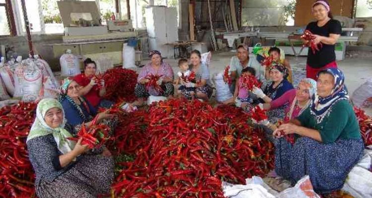 Biberin salçaya uzanan zahmetli yolculuğu başladı
