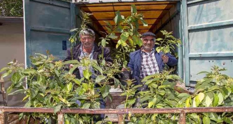 Mersin'de 192 üreticiye 3 bin 865 avokado fidanı ulaştırıldı