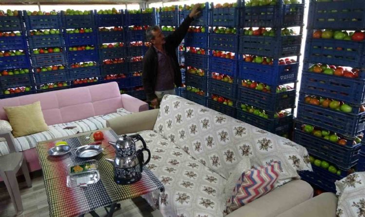 Yetiştirdiği ürünle gurur duyan üretici, 3 ton domatesi evine taşıdı