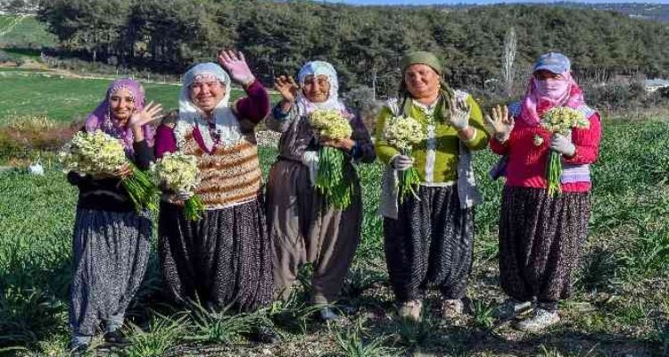 Mersin'de Nergis Festivali düzenlenecek