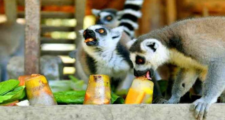 Tarsus Doğa Parkı'ndaki canlılar buzlu yiyeceklerle serinletiliyor