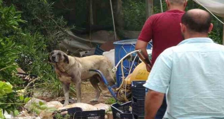 Köpek, yaşlı kadını yaraladı ekipler güçlükle yakaladı