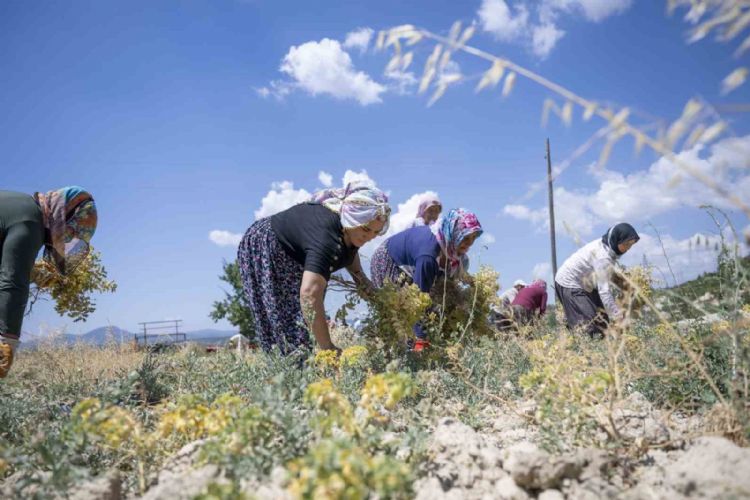 Mersin’de nohut hasadı başladı