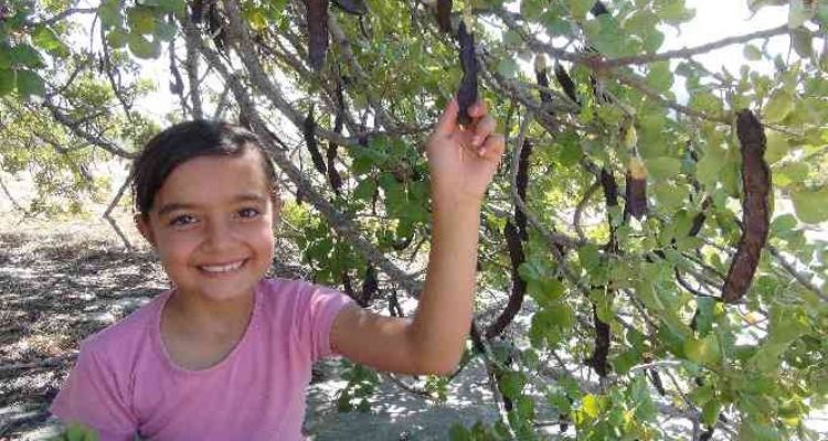 Mersin'de hırsızlar nedeniyle keçiboynuzu hasadına bir ay önce başlandı