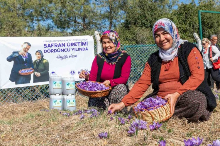 Mersin Yenişehir’de safran üretimi 4. yılına girdi