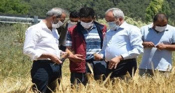 Tarsus Belediyesinin ektiği ata tohumlar hasat edildi
