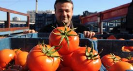 Domates Dalından Tezgaha Dört Kat Pahalıya Ulaşıyor