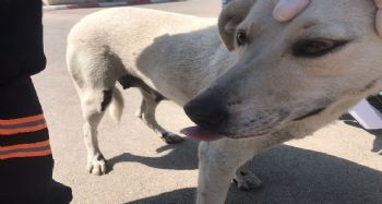 Köpeğe eziyeti kayda alıp şahsı polise teslim ettiler